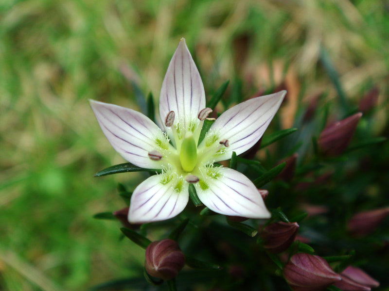 <p><strong>Swertia Japonica Extrakt</strong></p>